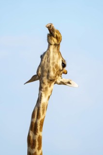 Giraffe