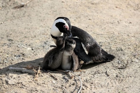 African penguin