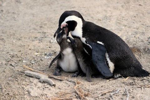 African penguin