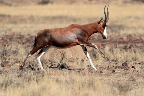 Bontebok