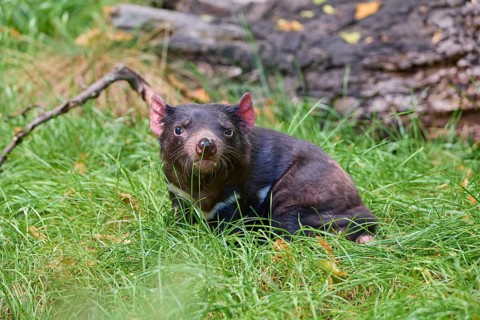 Tasmanian devil