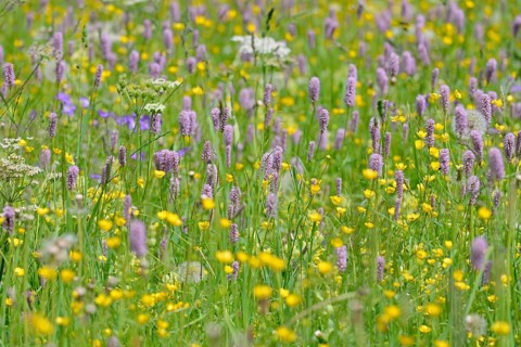 Mountain meadow with wildflowers