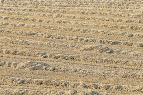 Grain field