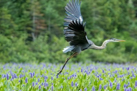 Great blue heron taking off in a patch of pickerelweed