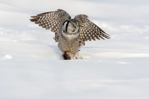 Hawk owl eating a muskrat