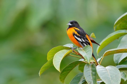 Baltimore oriole