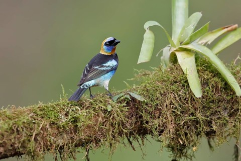 Golden-hooded tanager