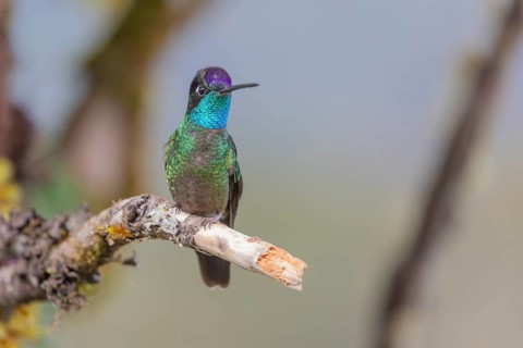Talamanca hummingbird