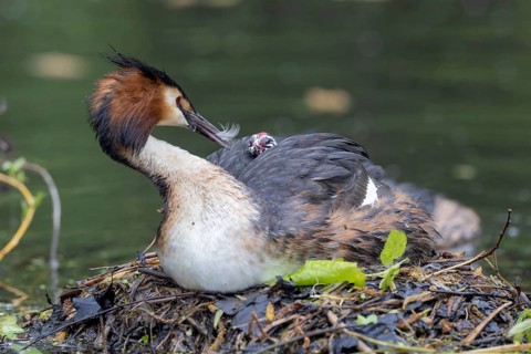 Great Crested Grebe