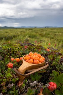 Cloudberries