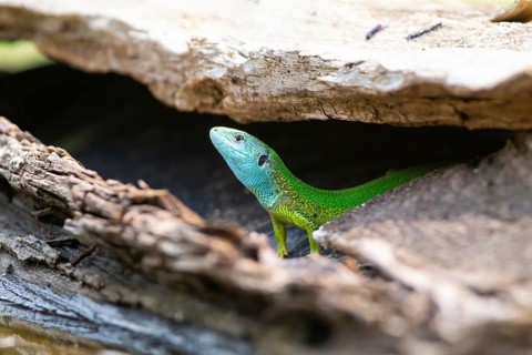 Western green lizard