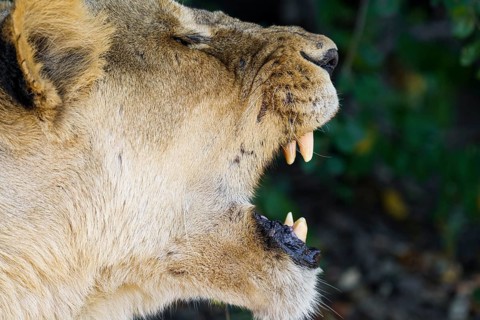 Lioness