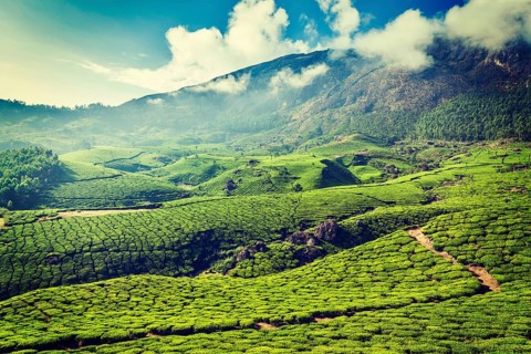 Vintage retro hipster style travel image of Kerala India travel background