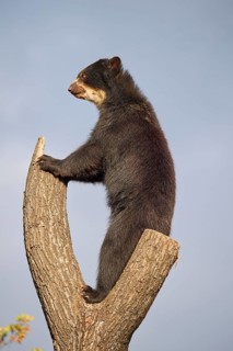 Sun bear