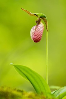 Lady slipper orchid