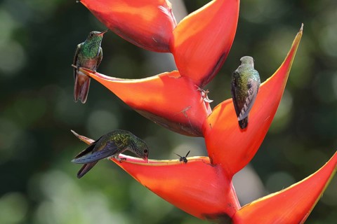 3 rufous-tailed hummingbird