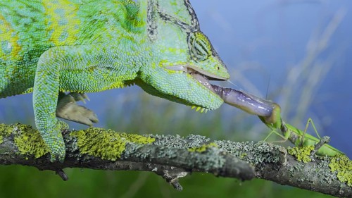Close-up of mature Veiled chameleon
