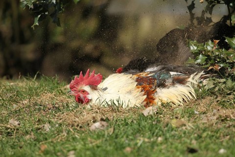Domestic chicken