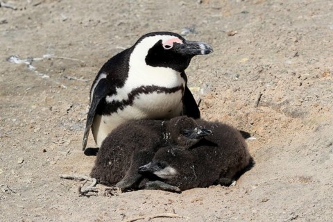 African penguin
