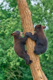 Black bear
