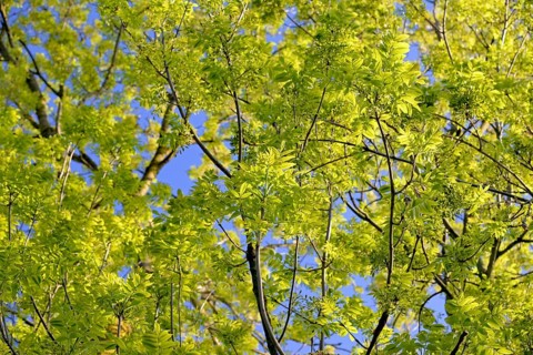 European ash