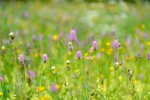 Mountain meadow with wildflowers