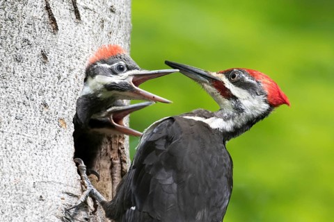 Pileated woodpecker