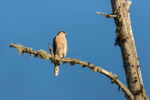 Sharp-shinned hawk