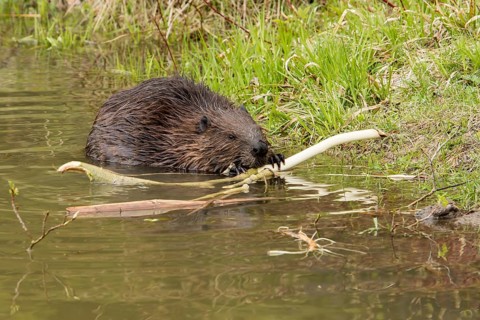 North American beaver