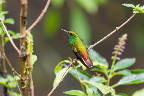 Coppery-headed emerald