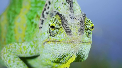 Close-up frontal portrait of adult green Veiled chameleon