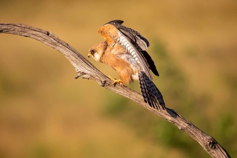 Red-footed Falcon
