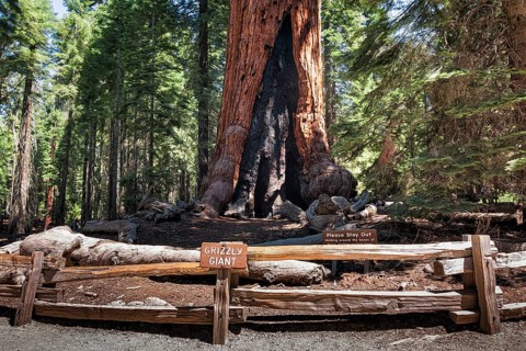 Grizzly Giant