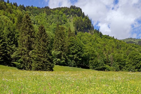 Mountain meadow with wildflowers