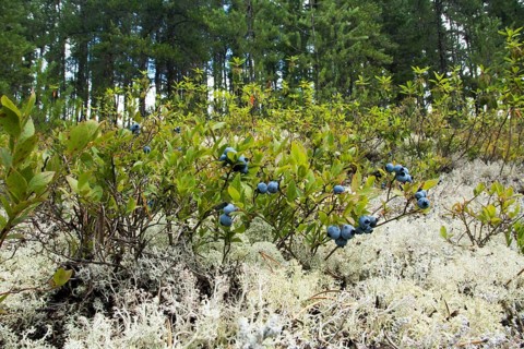 Forest with bluberries -Vaccinium myrtillus- and reindeer lichen -cladonia rangiferina-