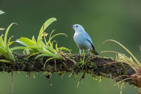 Blue Tanager also called blue-gray tanager