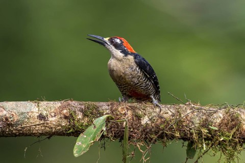 Black-cheeked woodpecker