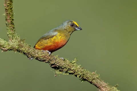 Olive-backed euphonia