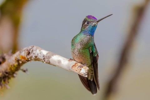 Talamanca hummingbird