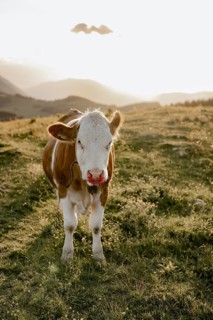 Cow in the pasture