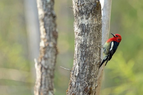 Red-breasted sapsucker