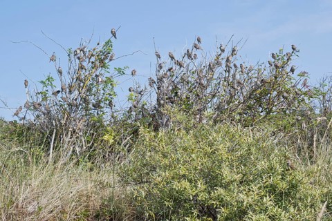 House sparrows