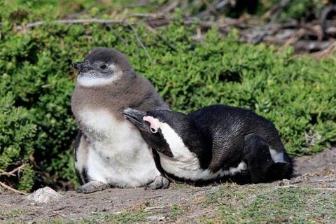 African penguin