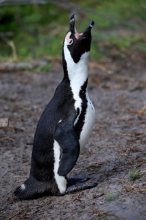 African penguin