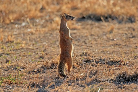 Yellow mongoose