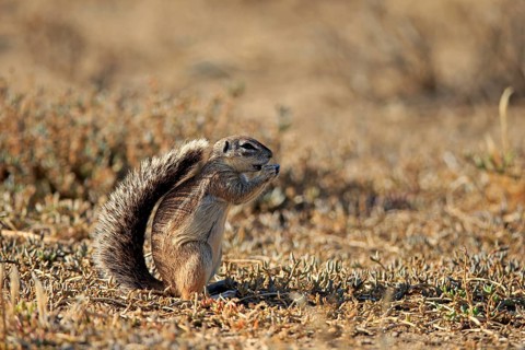 Cape ground squirrel