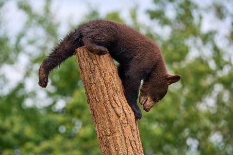 Black bear