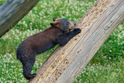 Black bear