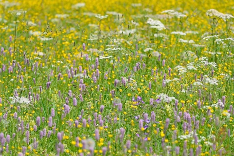 Mountain meadow with wildflowers