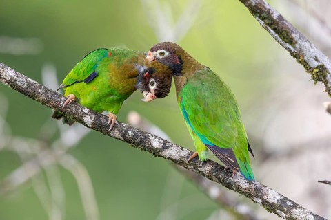 Brown-hooded parrot